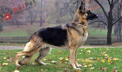 German-Shepherd Dog- Berger-1