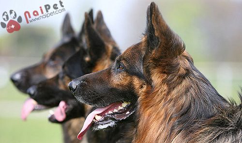 German-Shepherd Dog- Berger-2