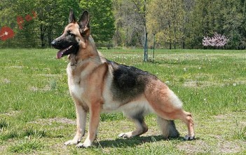German-Shepherd Dog- Berger-3