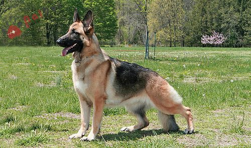 German-Shepherd Dog- Berger-3