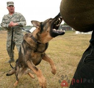 German-Shepherd