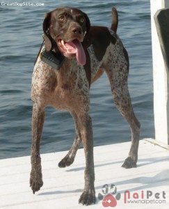 German-Shorthaired-Pointer-1