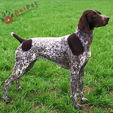German-Shorthaired-Pointer-2