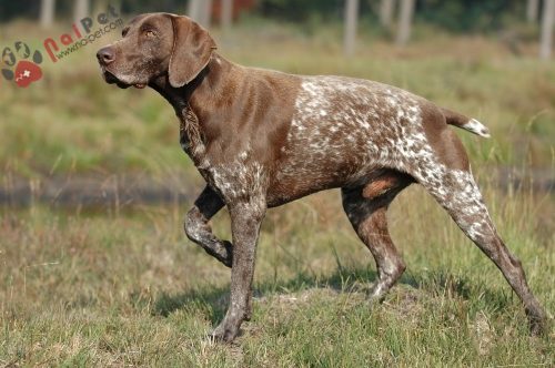 German-Shorthaired-Pointer-3
