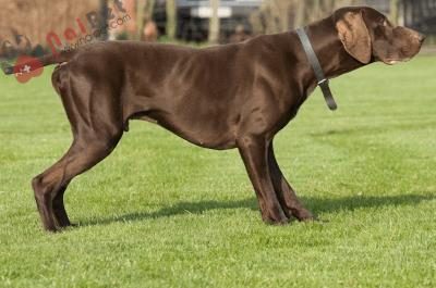 German-Shorthaired-Pointer-4