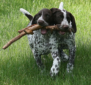 German-Shorthaired-Pointer-5