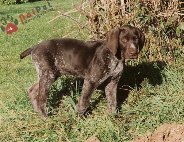 German-Shorthaired-Pointer-6
