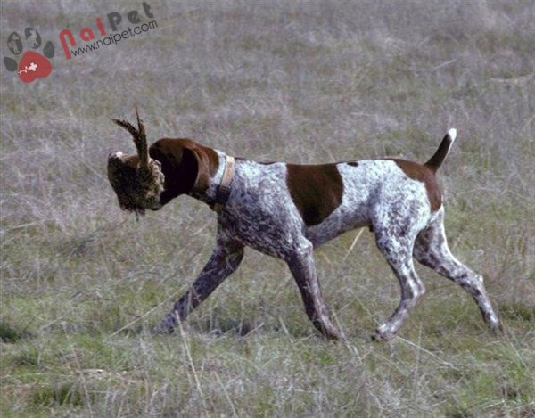German-Shorthaired-Pointer-7