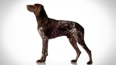 German-Shorthaired-Pointer-9