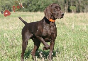 German-Shorthaired-Pointer