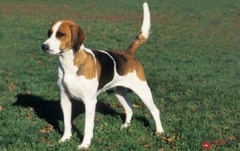 Giong-cho-English-Foxhound