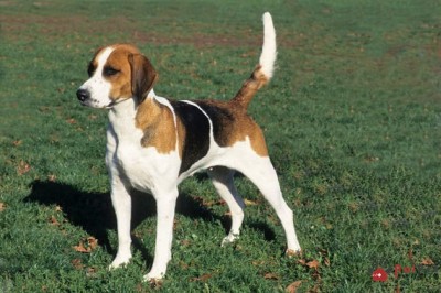 Giong-cho-English-Foxhound