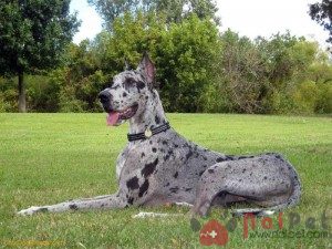 Great-Dane-1