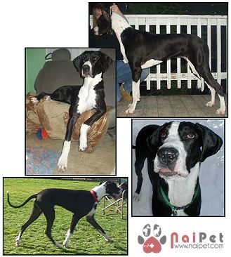 Great-Dane-10