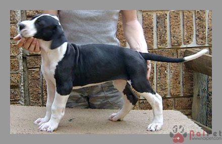 Great-Dane-11