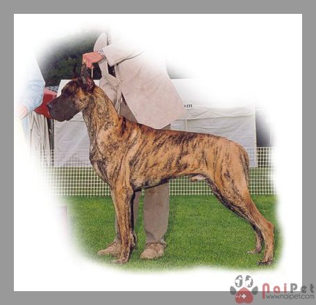 Great-Dane-12