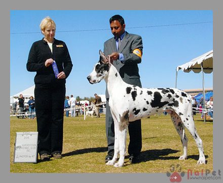 Great-Dane-13