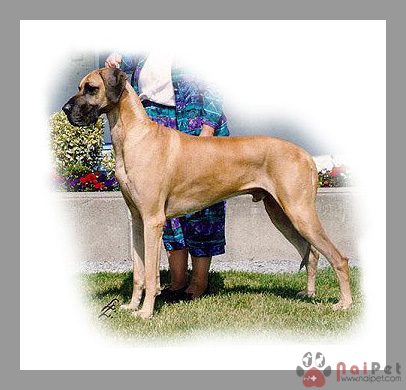 Great-Dane-14