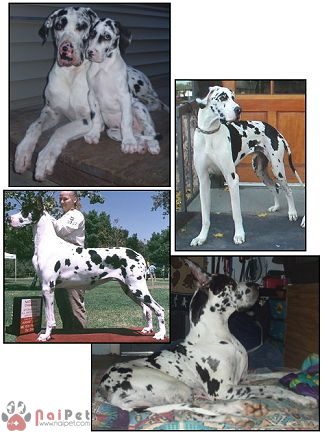 Great-Dane-15