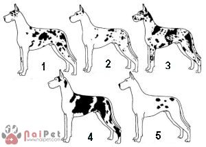 Great-Dane-16