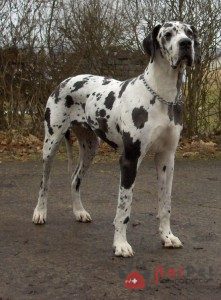 Great-Dane-2
