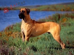 Great-Dane-3