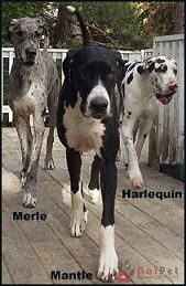 Great-Dane-4