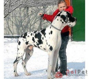 Great-Dane-5