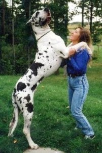Great-Dane-6