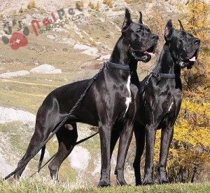Great-Dane-7