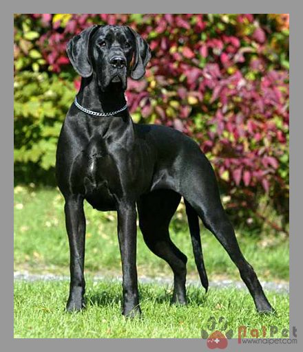 Great-Dane-8