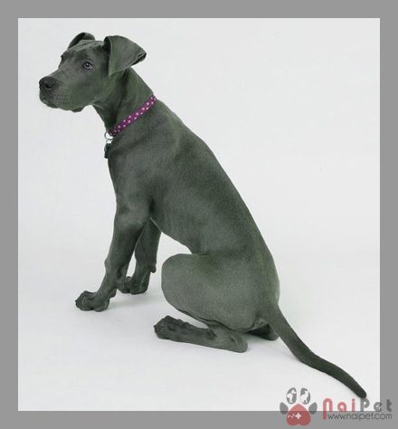 Great-Dane-9
