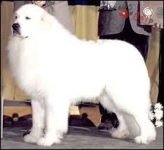 Great Pyrenees-dog-1