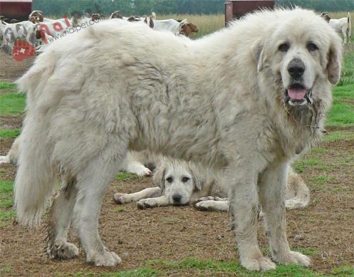 Great Pyrenees-dog-3