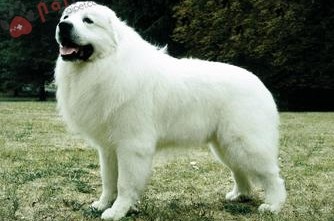 Great Pyrenees-dog-4