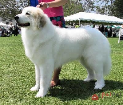 Great Pyrenees-dog-5