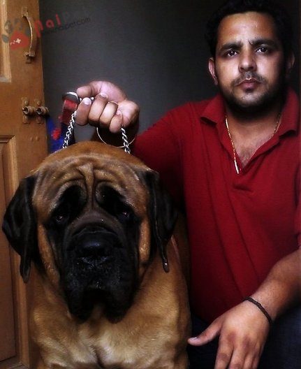 Indian-Mastiff-6