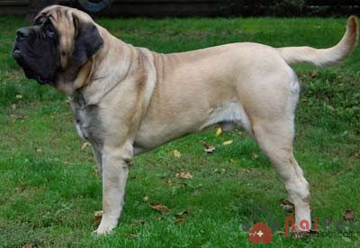 Indian-Mastiff-7