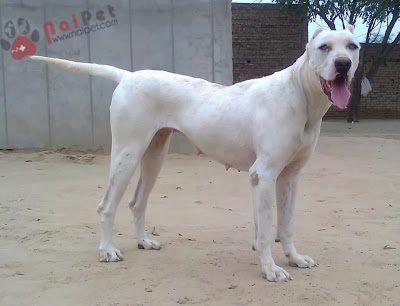 Indian-Mastiff