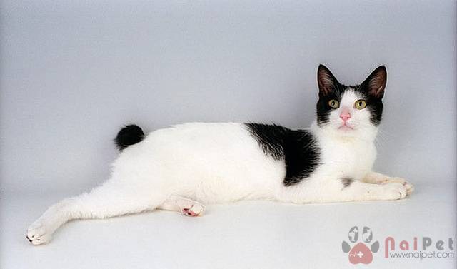 Japanese-Bobtail-meo-coc-duoi-1