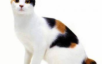 Japanese-Bobtail-meo-coc-duoi-3