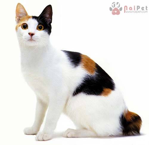 Japanese-Bobtail-meo-coc-duoi-3