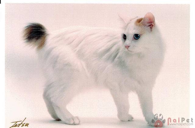 Japanese-Bobtail-meo-coc-duoi-4