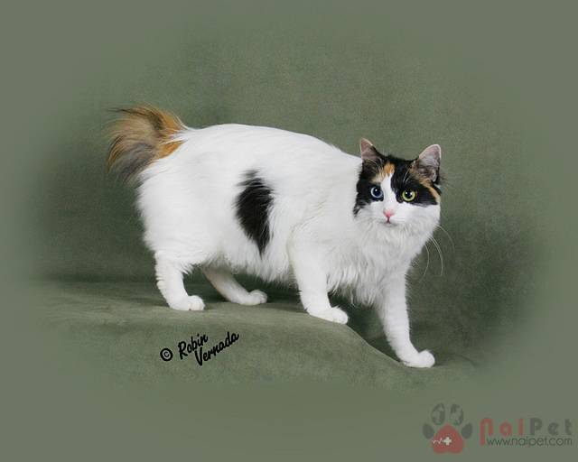 Japanese-Bobtail-meo-coc-duoi-5