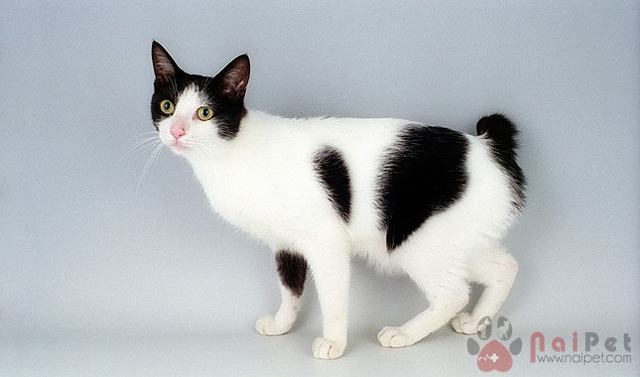 Japanese-Bobtail-meo-coc-duoi