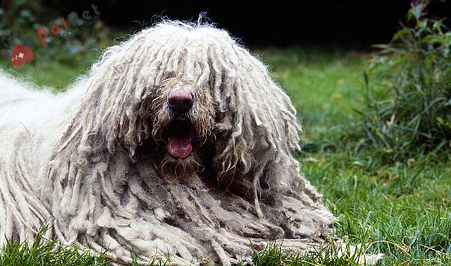 Komondor-ke-co-bo-long-ki-di-