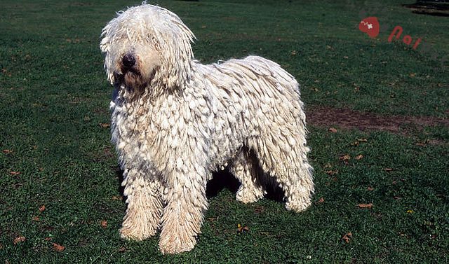 Komondor-ke-co-bo-long-ki-di-1