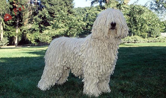 Komondor-ke-co-bo-long-ki-di-2