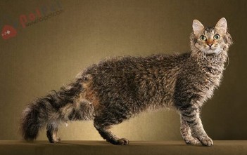 LaPerm-bo-long-xoan-dang-yeu-2