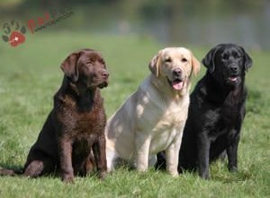 Labrador-Retriever-10